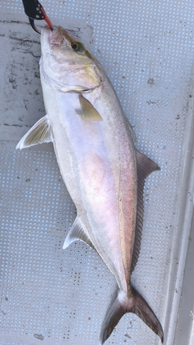 カンパチの釣果