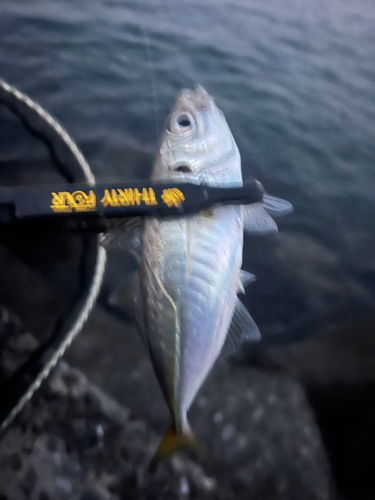 マアジの釣果