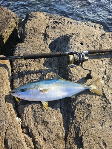 ハマチの釣果