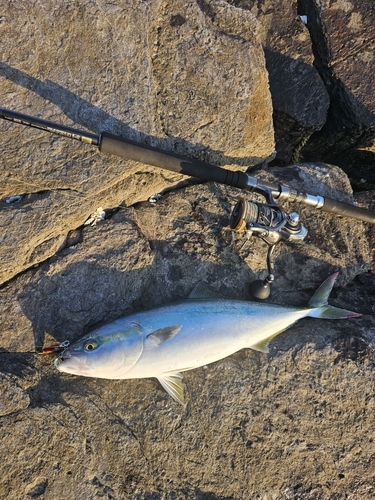 ハマチの釣果