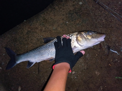 ニゴイの釣果