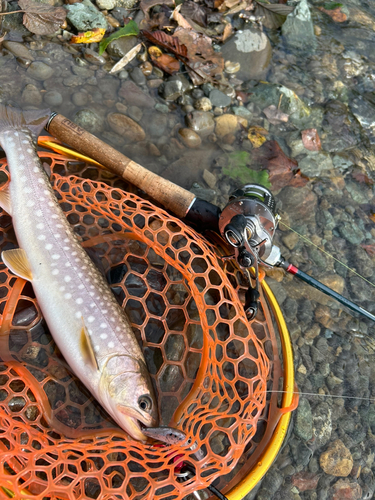 アメマスの釣果