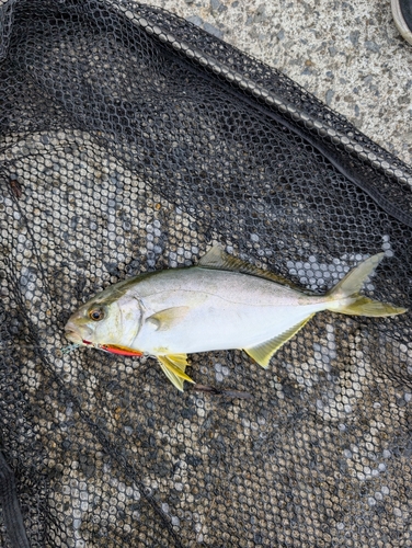 ショゴの釣果