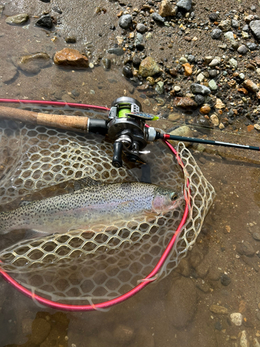 ニジマスの釣果