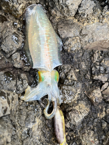 アオリイカの釣果