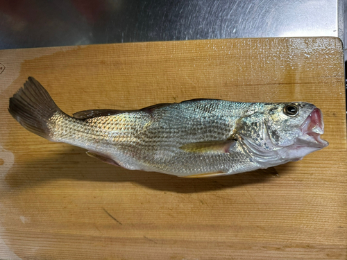 イシモチの釣果