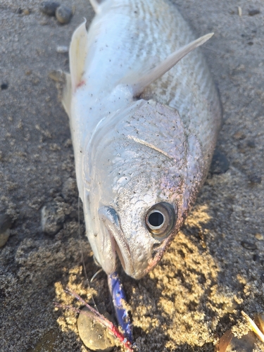 イシモチの釣果