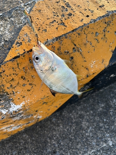 メッキの釣果