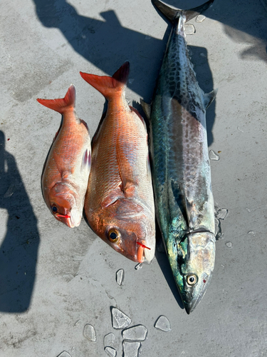 マダイの釣果