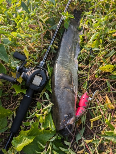 ナマズの釣果