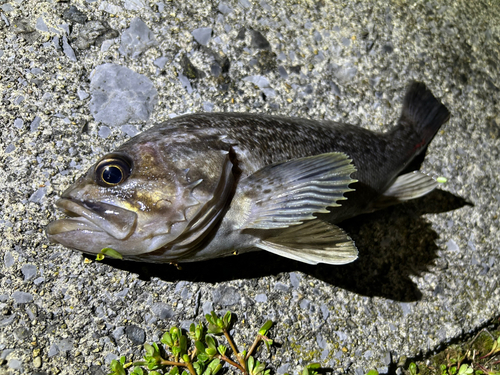 クロソイの釣果