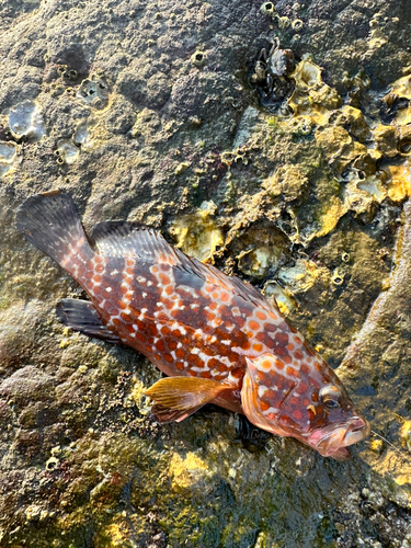 アコウの釣果