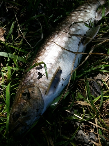 アメマスの釣果