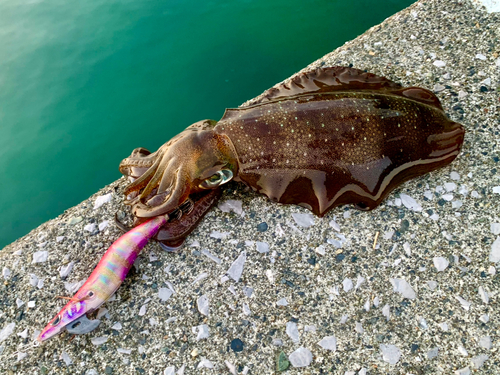 アオリイカの釣果