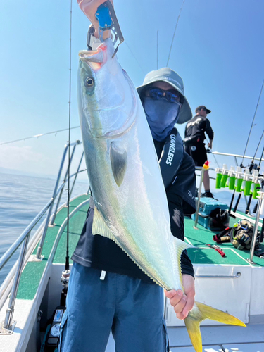 ハマチの釣果