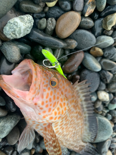 オオモンハタの釣果