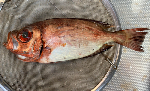 キントキダイの釣果