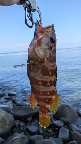 アカハタの釣果