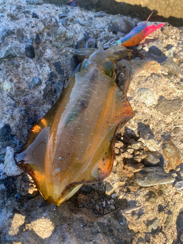 アオリイカの釣果