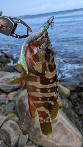 アカハタの釣果