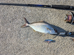 ショゴの釣果