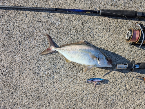 ショゴの釣果