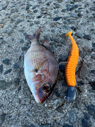 レンコダイの釣果