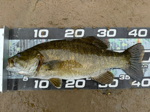 スモールマウスバスの釣果