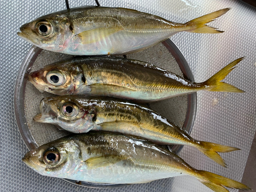 マアジの釣果