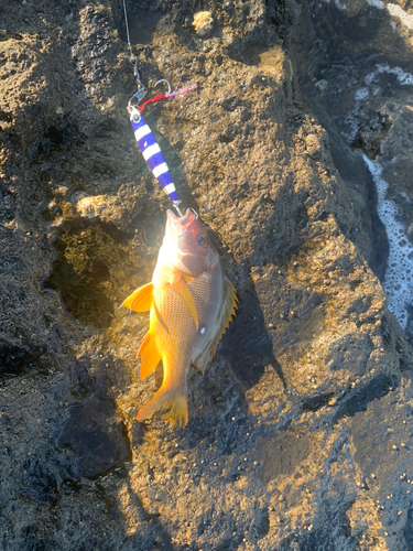 ナミフエダイの釣果