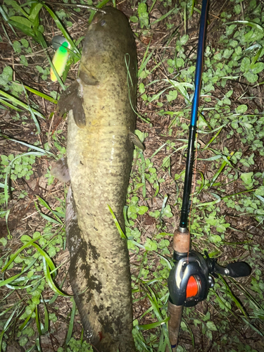 ナマズの釣果