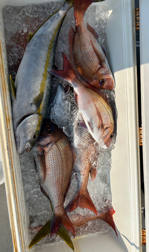 タイの釣果