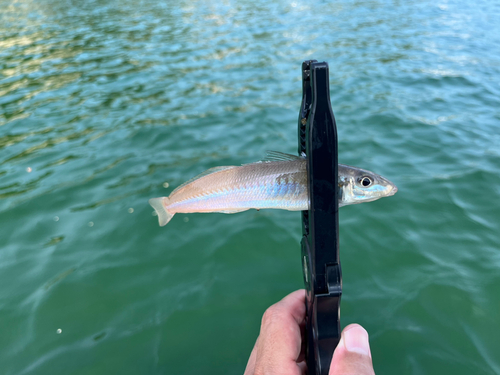 シロギスの釣果