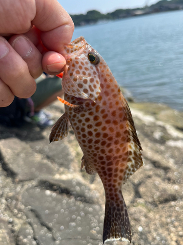 ハタの釣果