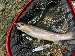 イワナの釣果