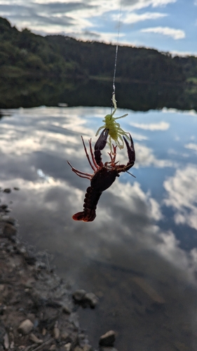 アメリカザリガニの釣果