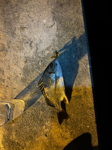 チヌの釣果