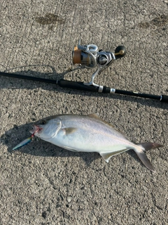 カンパチの釣果