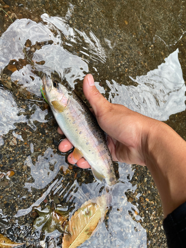 ヤマメの釣果