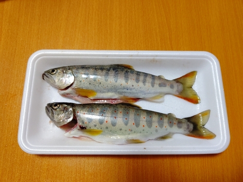 アマゴの釣果