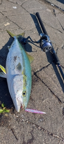 イナダの釣果