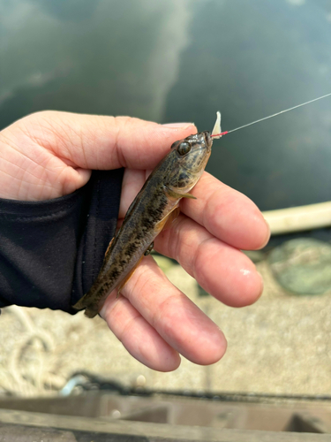 ハゼの釣果