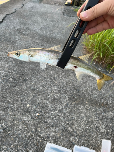 カマスの釣果