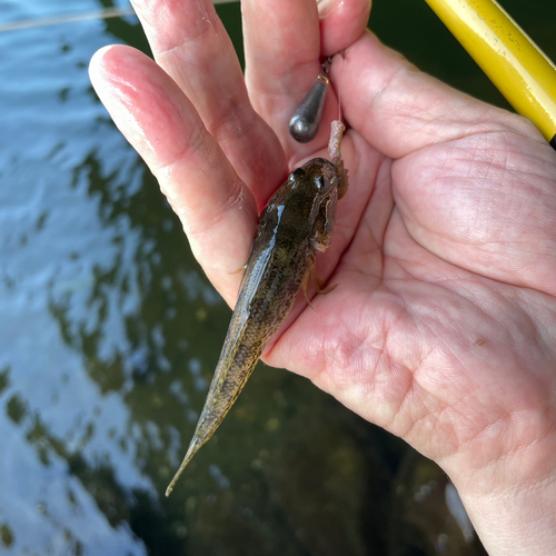 ハゼの釣果