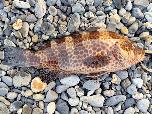 オオモンハタの釣果