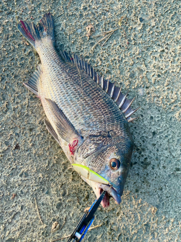 クロダイの釣果