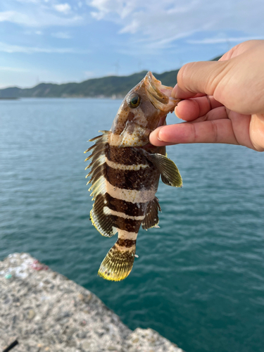 アオハタの釣果