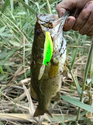 ラージマウスバスの釣果