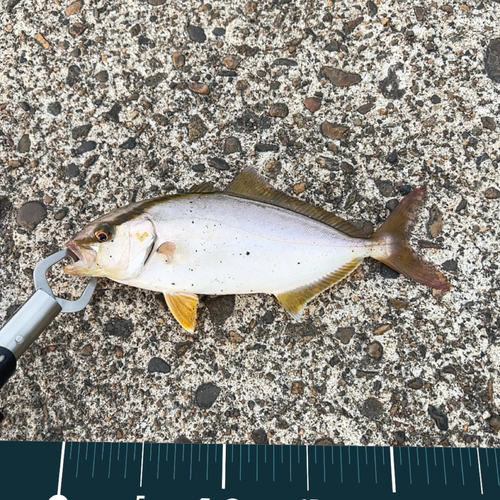 カンパチの釣果