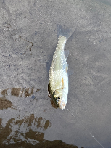 ウグイの釣果